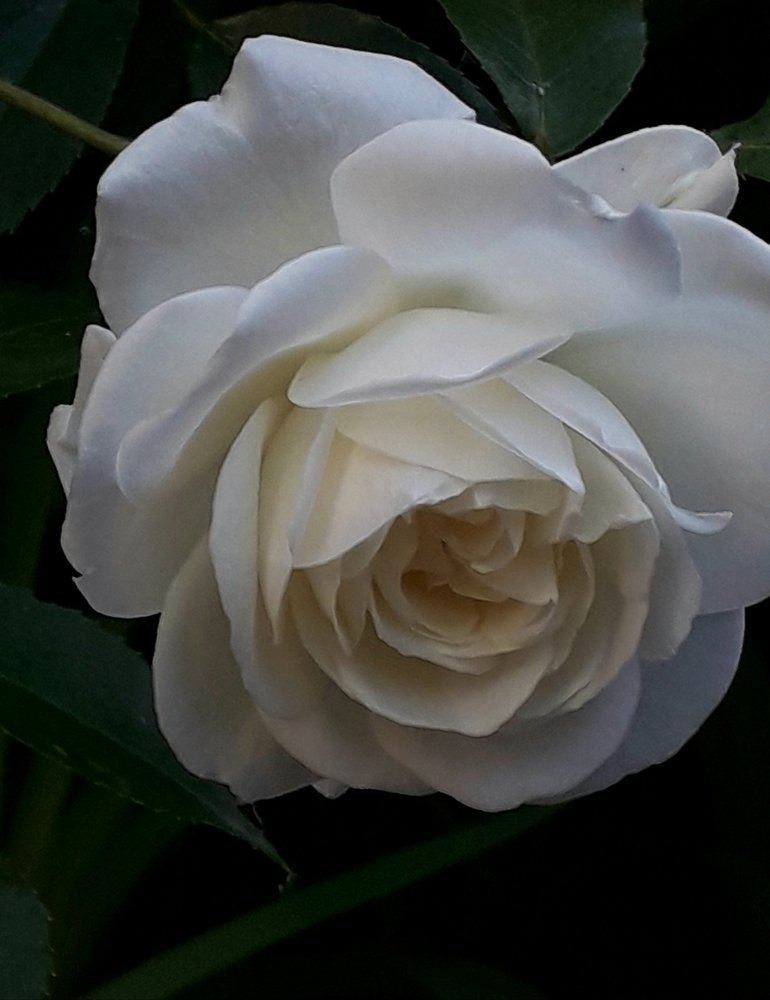 Wite rose