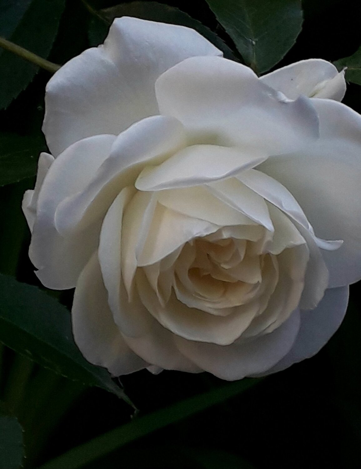 Wite rose