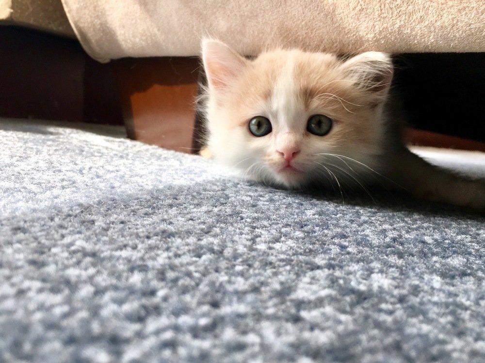 Kitten