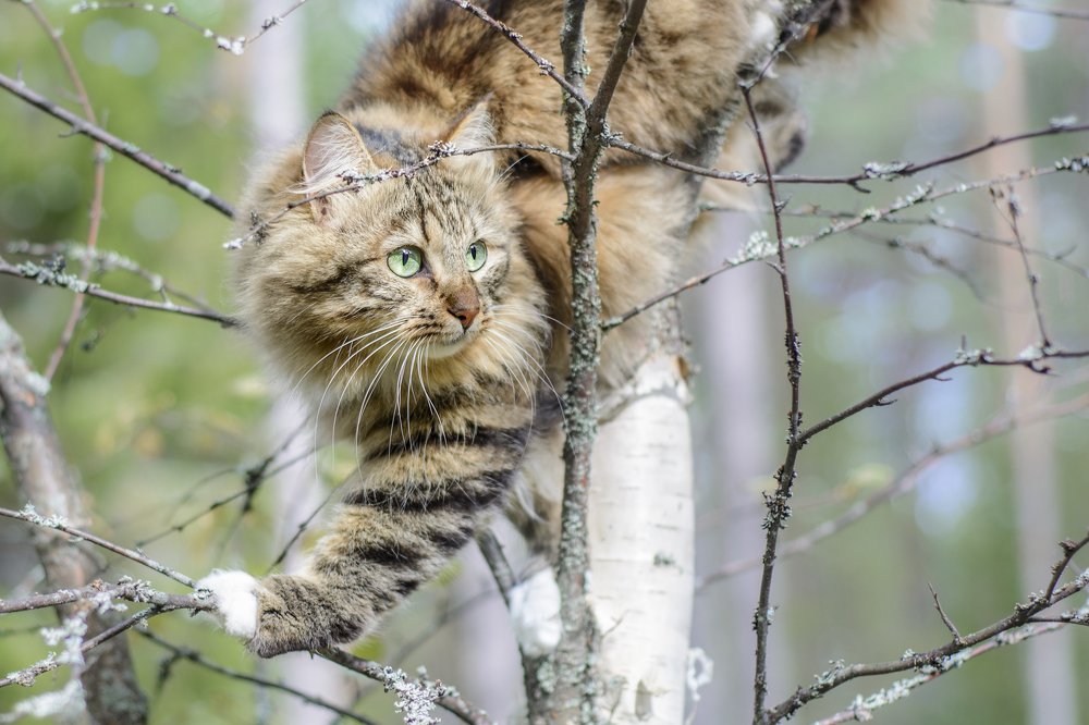 Photograph by Nau-Nau