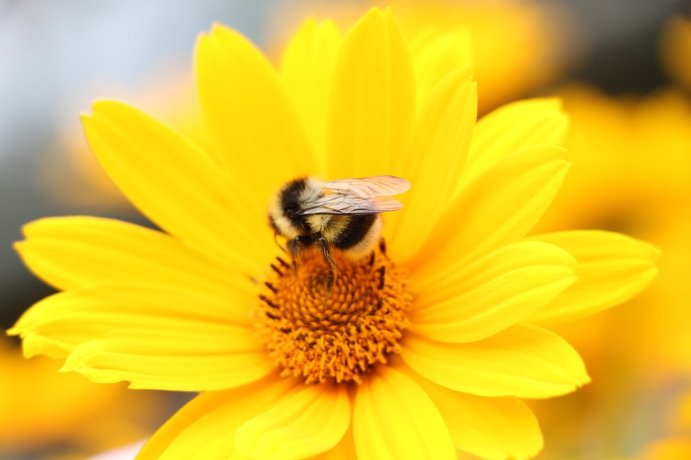 Желто-полосатый шмель на желтой красоте