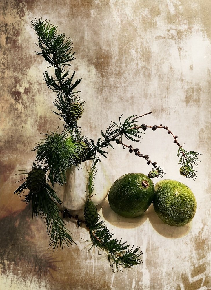 Авокадо круглый год