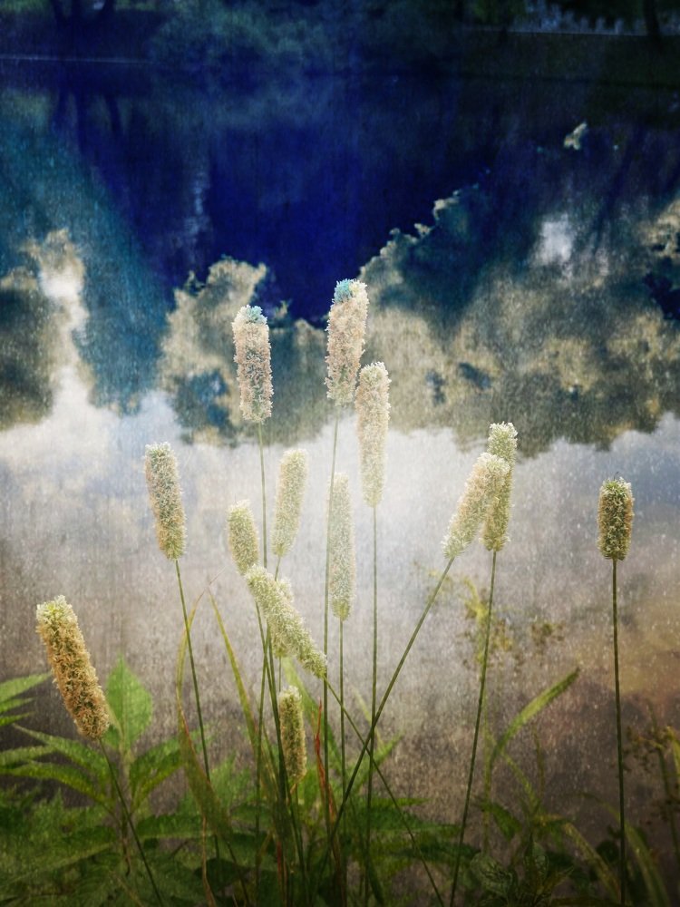 На берегу пруда