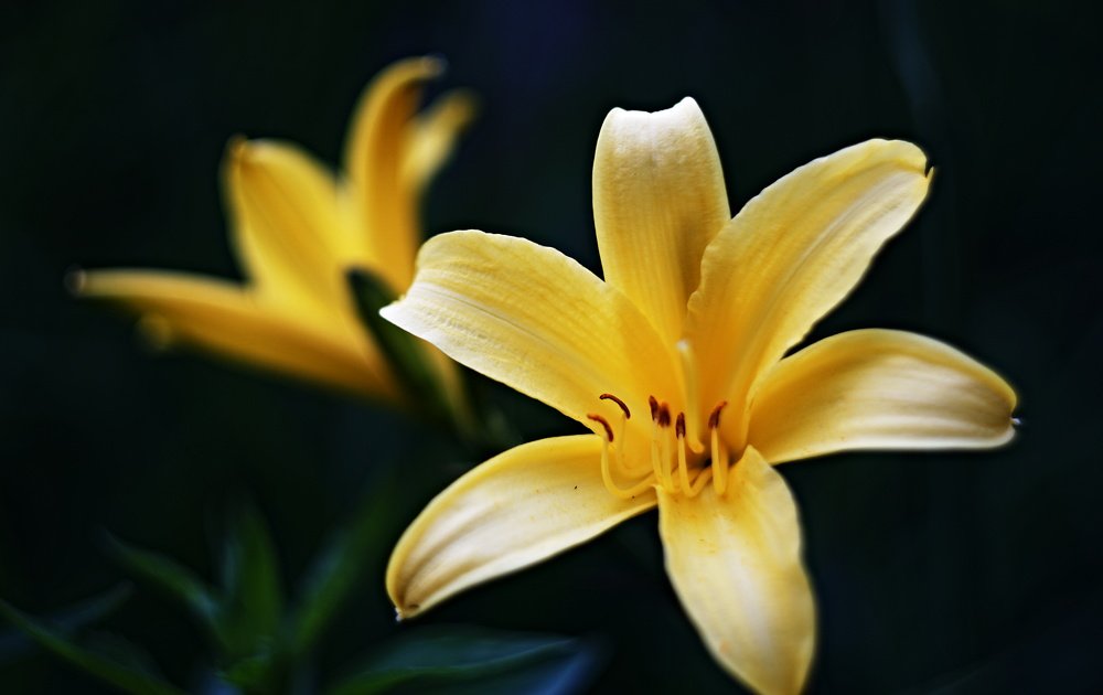 Просто лилия...