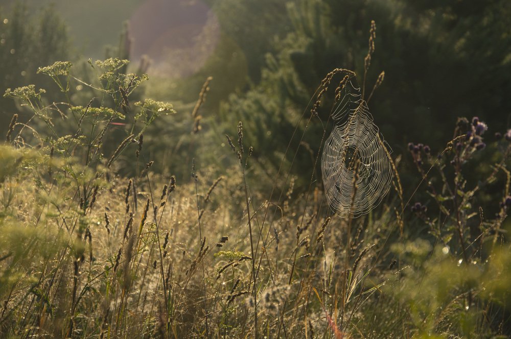 На рассвете