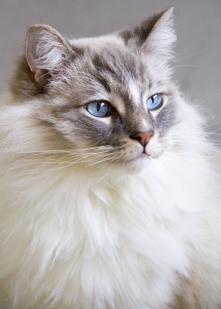 Ragdoll portrait