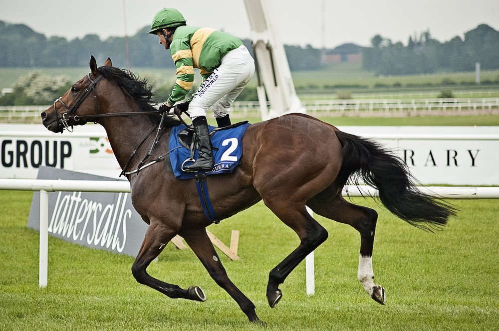 Horserace with me