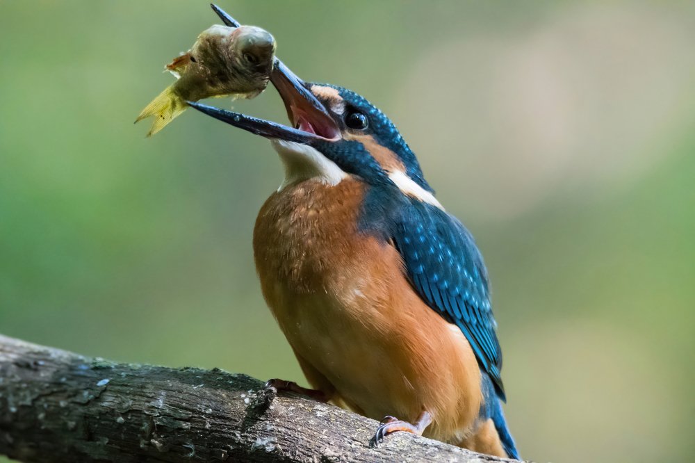Попался! / Gotcha!