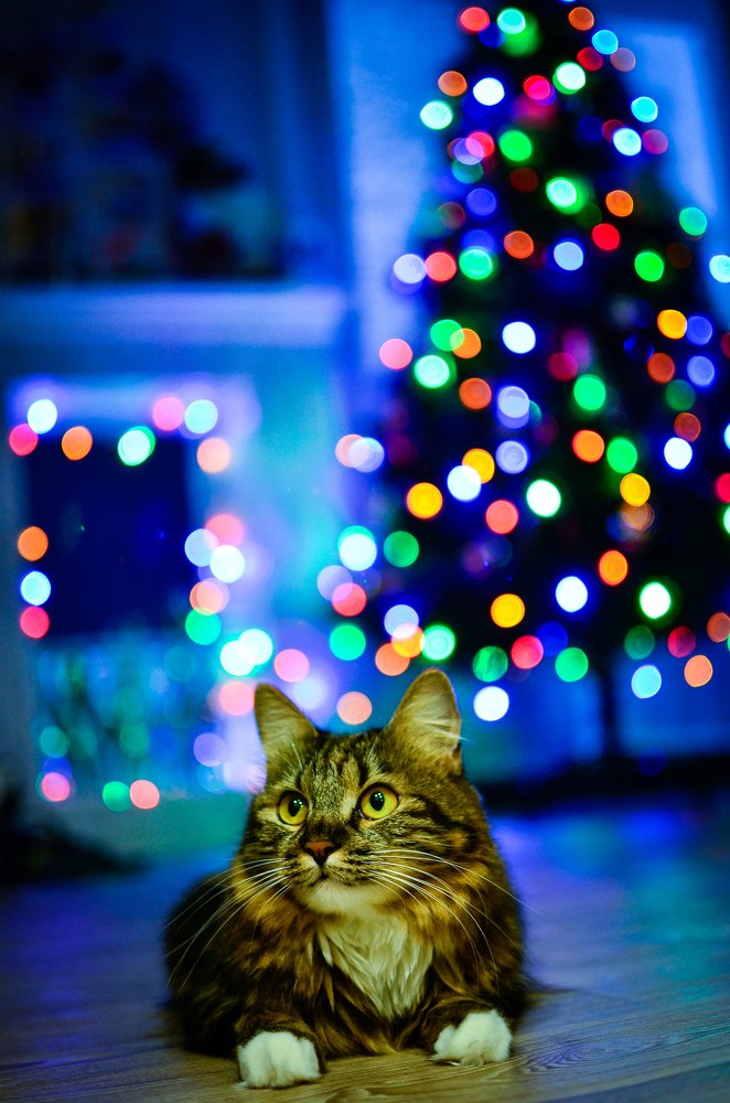 Новогодний котэ