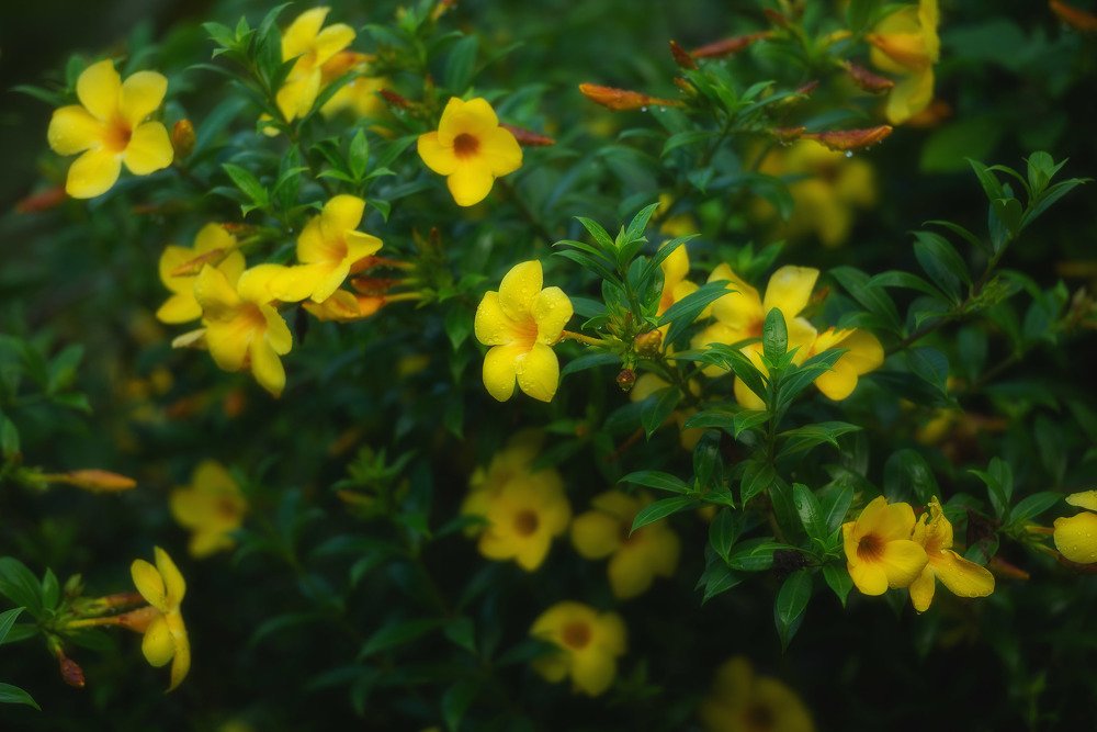 Photograph by Oleg Feofanov