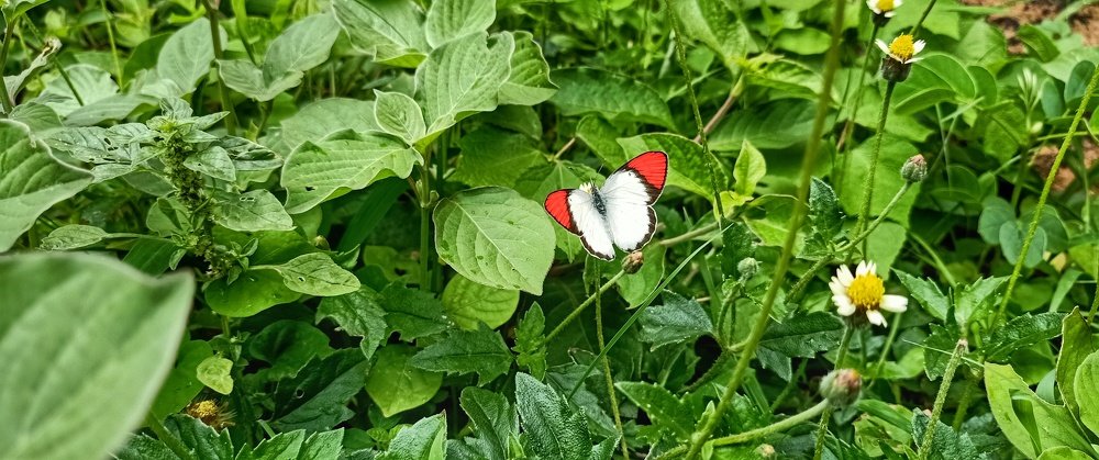 eye catchy Butterfly