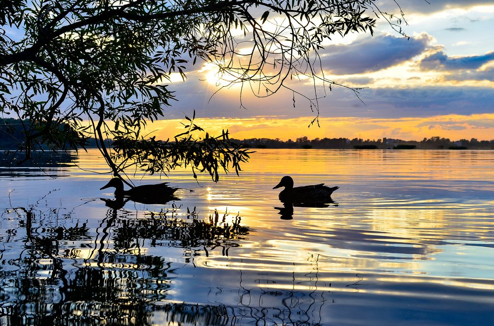 Утки в закате