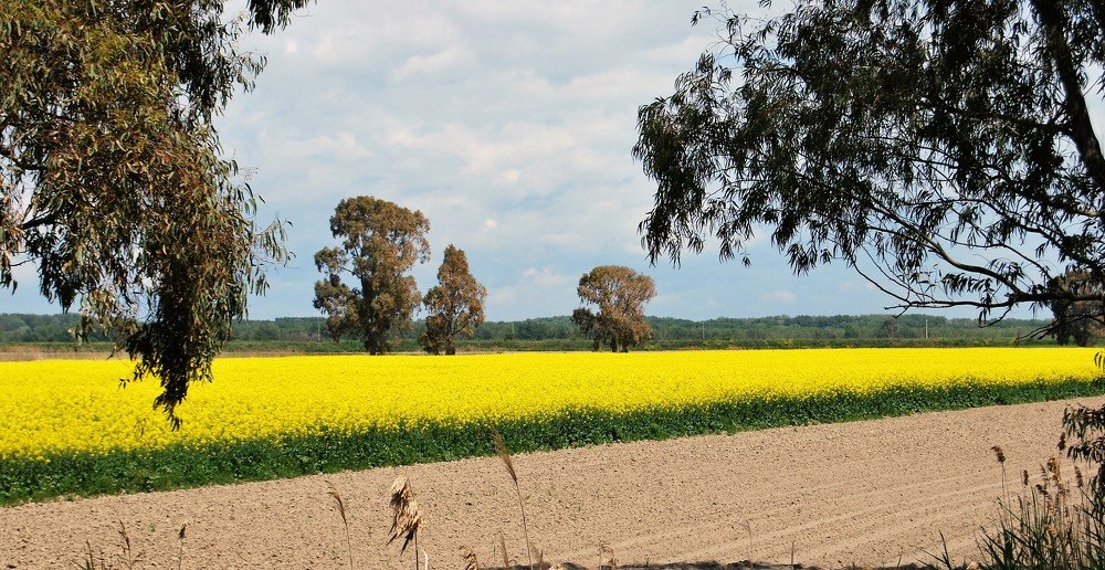 Turnip field