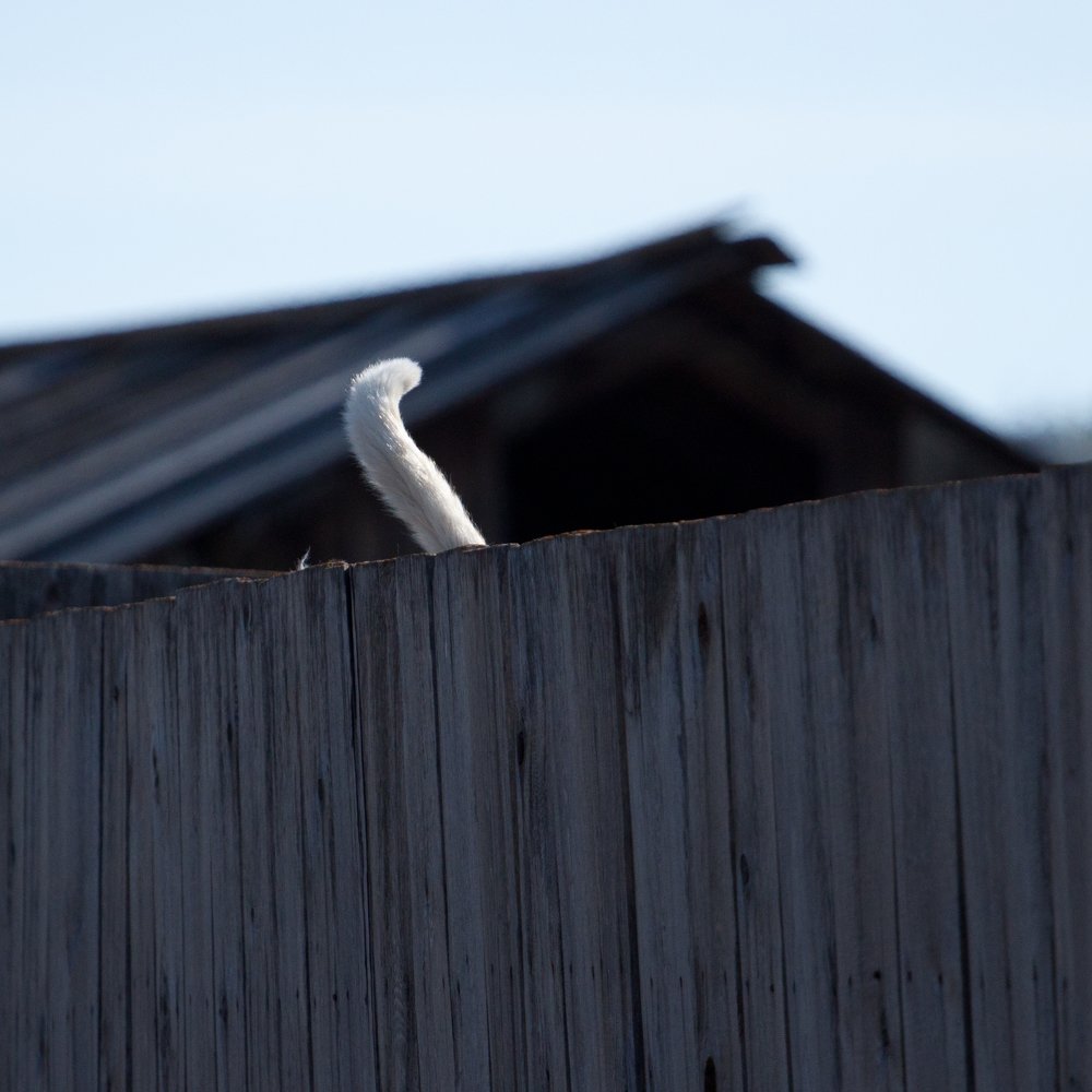 Лучшая фотография кота