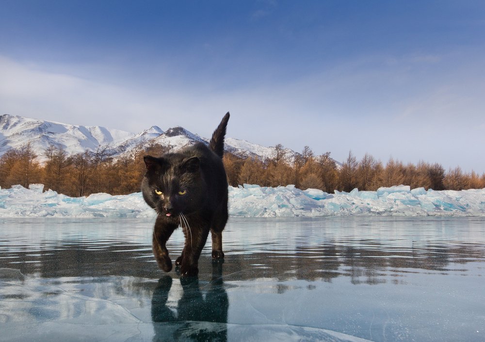 Кот-ледоход