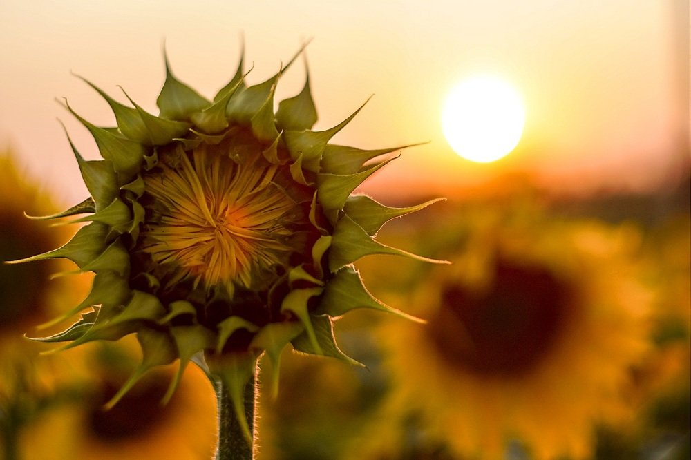 Пора подсолнухов.