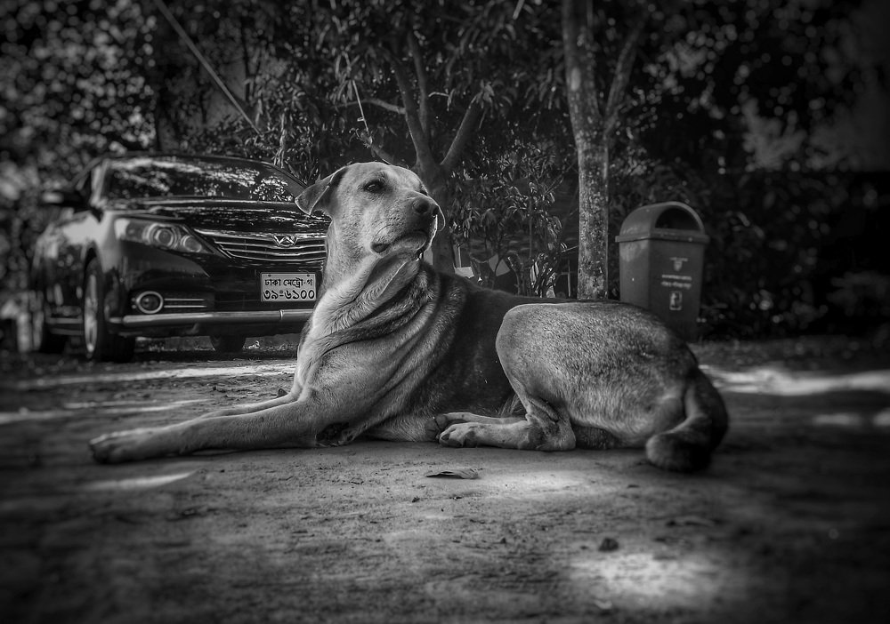 This Dog Is looking for some food