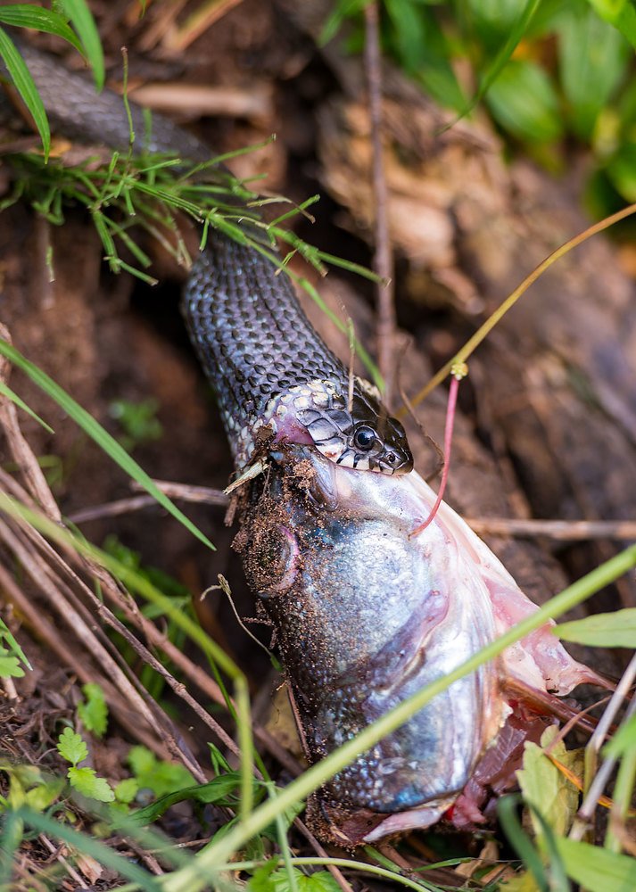 Очень сильный голод