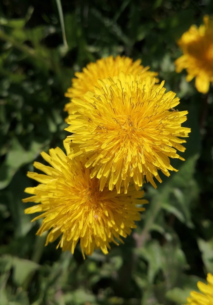 Везде сущий одуванчик