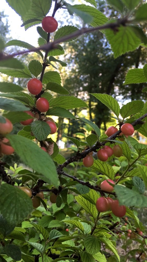 Photograph by Юля Курдова