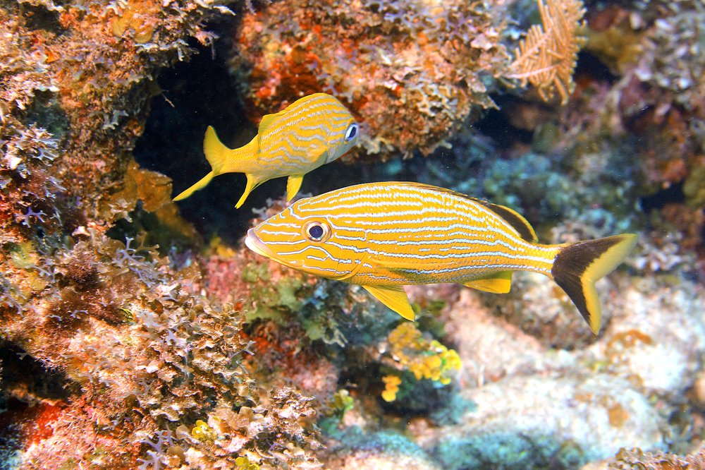 Ну, жёлтый, так жёлтый