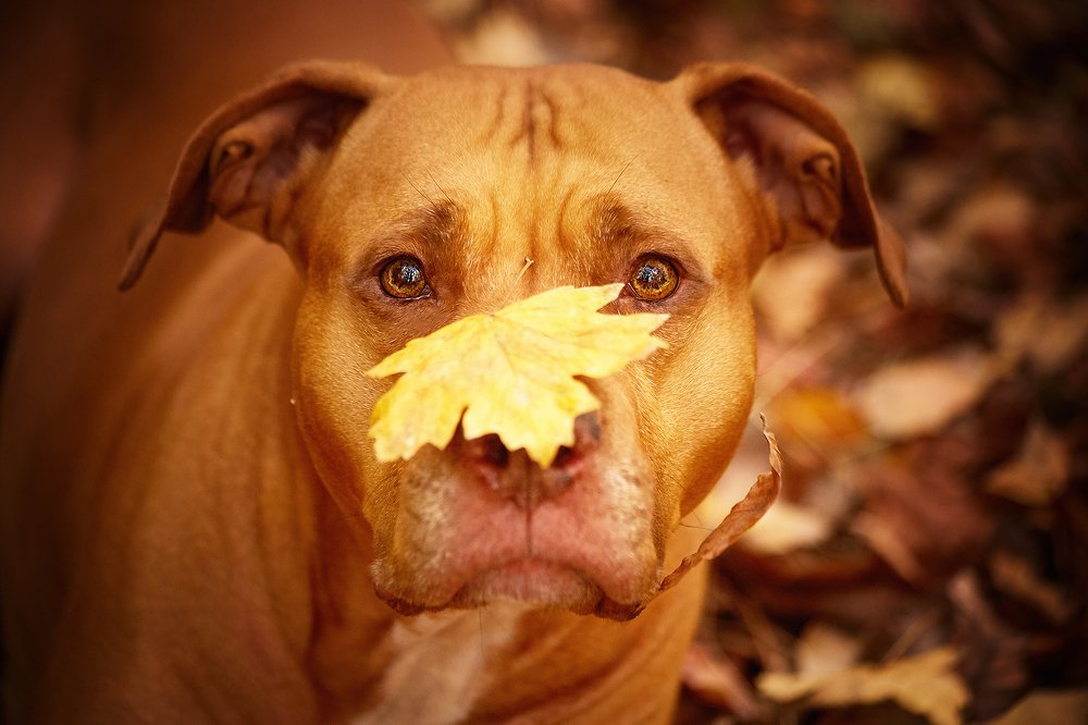 Осень на носу