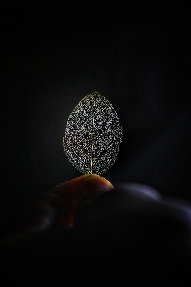 Leaf