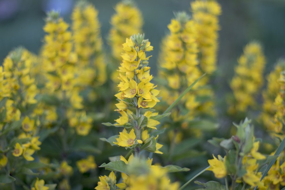 Photograph by Олег