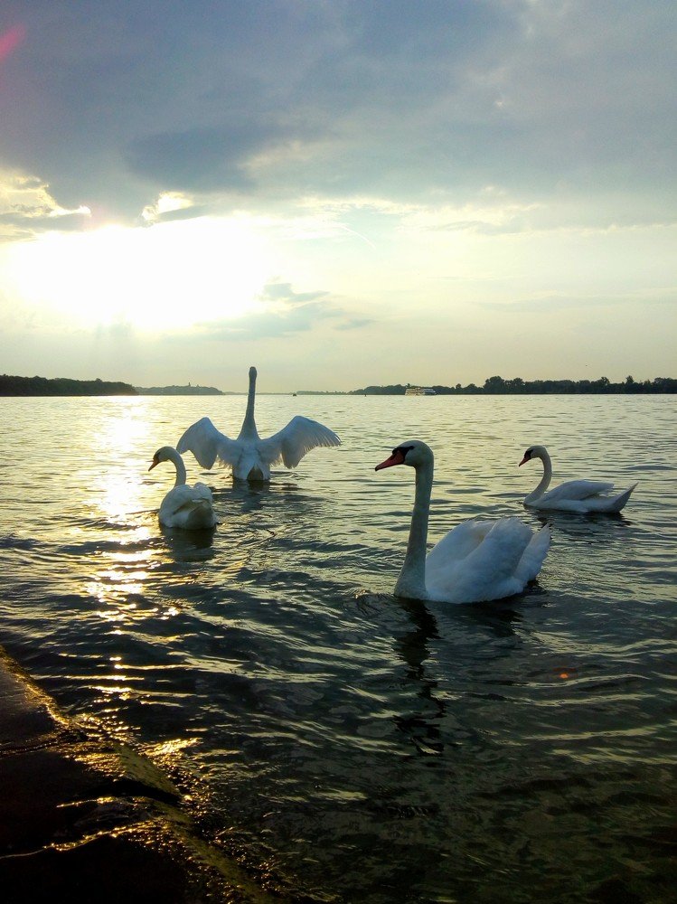 Swans and sunset