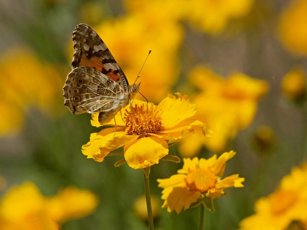 В полдень...