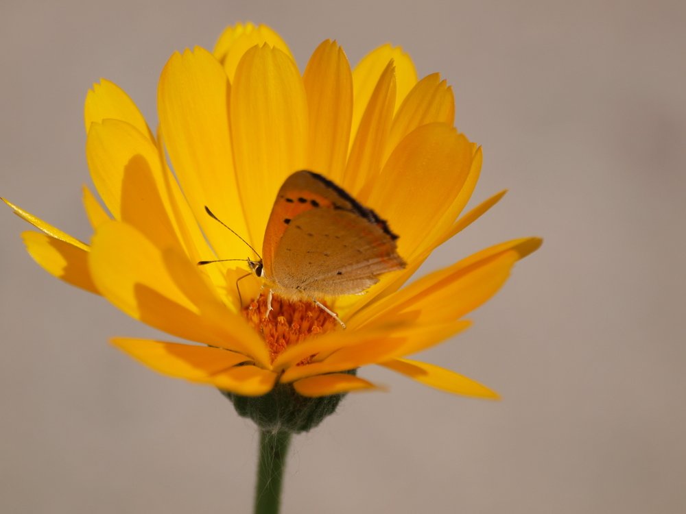 На календуле...