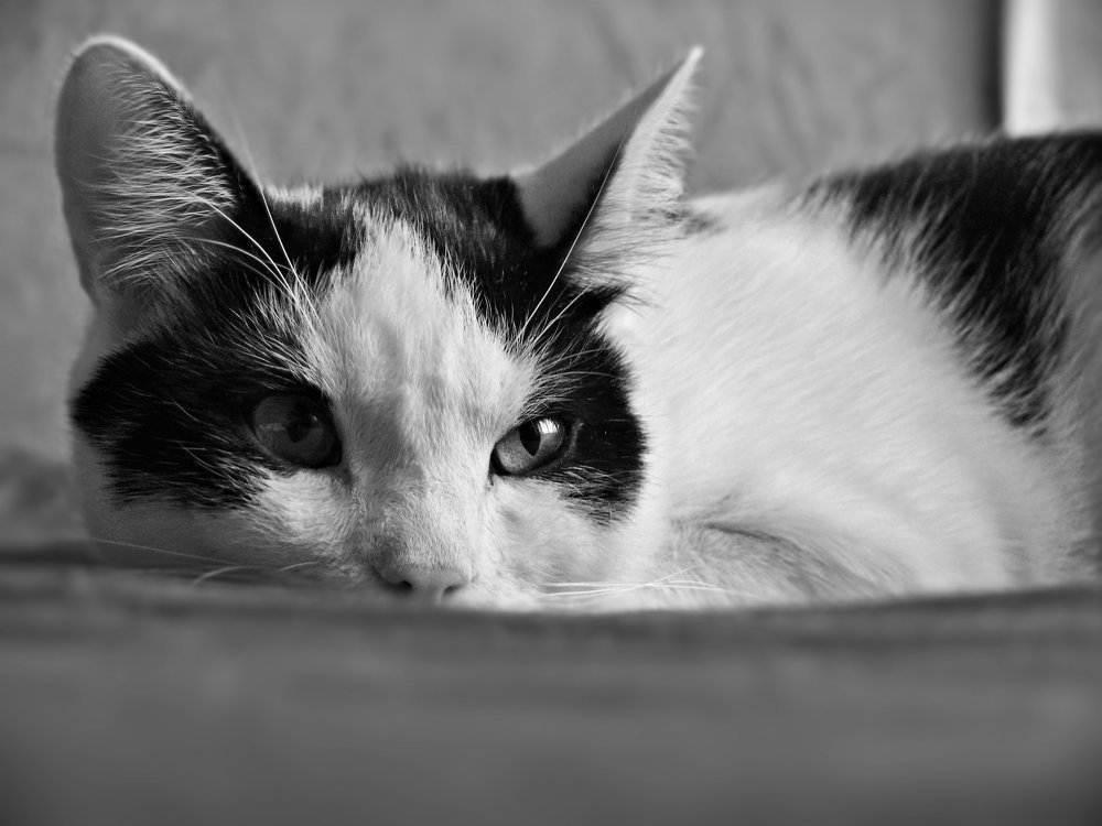 таинственный взгляд