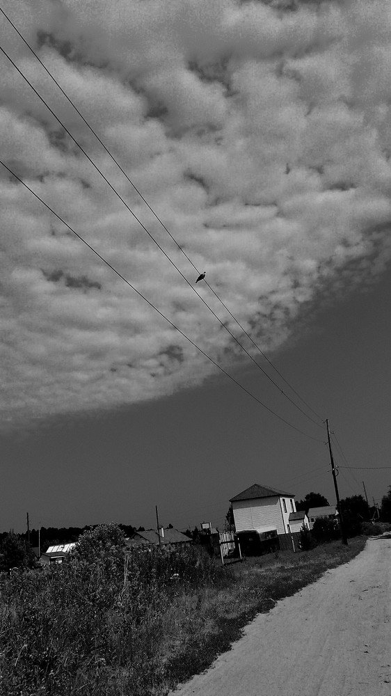 Птичка на проводах