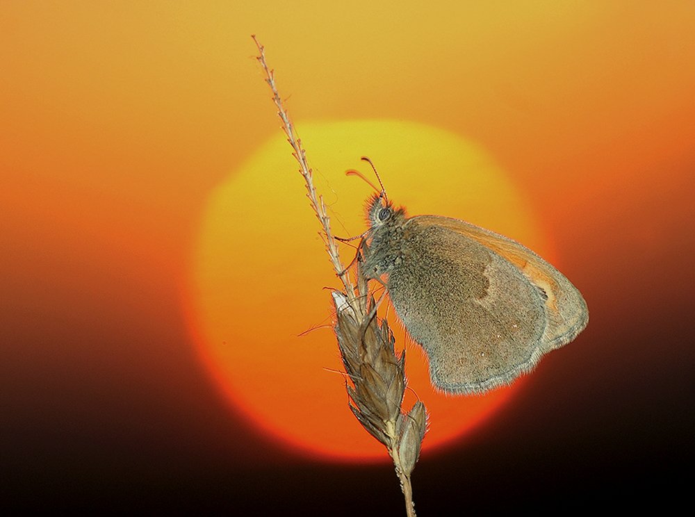 Butterfly at sunset