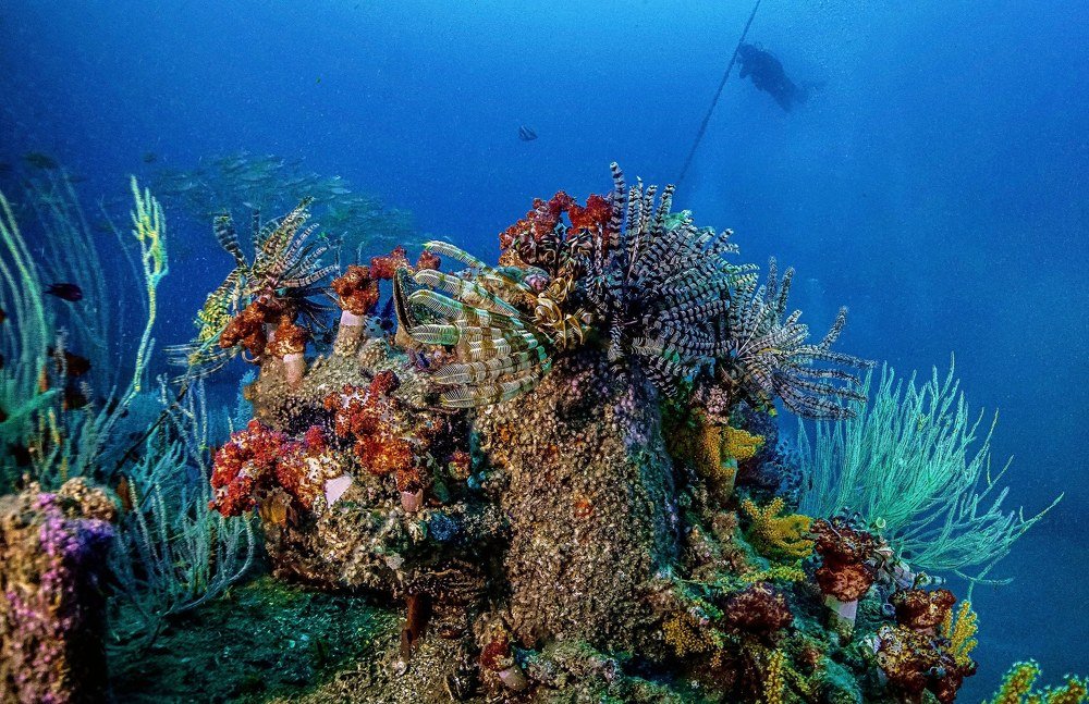 Погружение, Оманский залив, ОАЭ