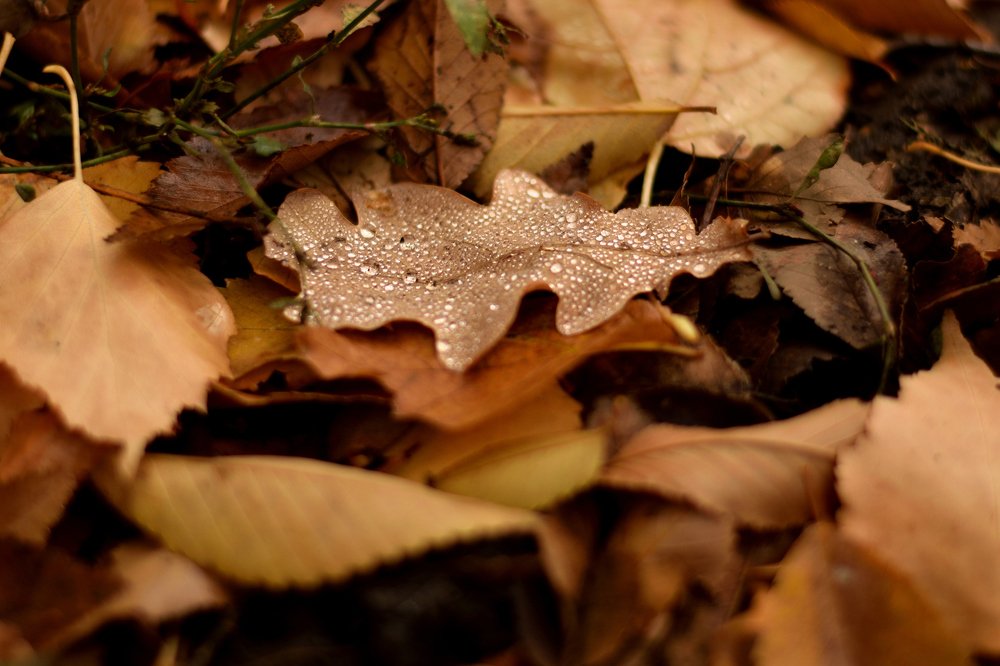 Photograph by Ирина Ященко