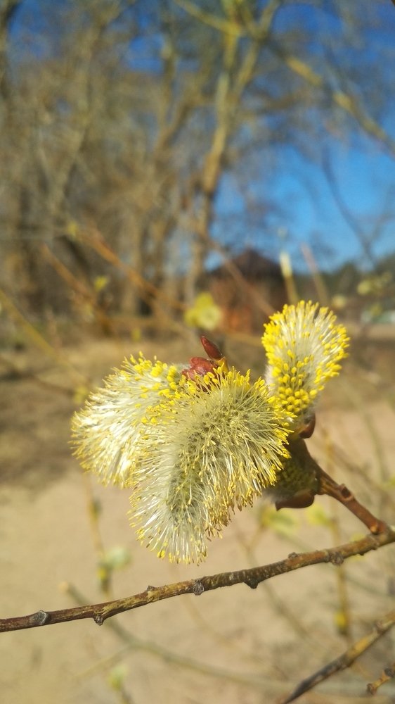 Photograph by Любовь Макарова