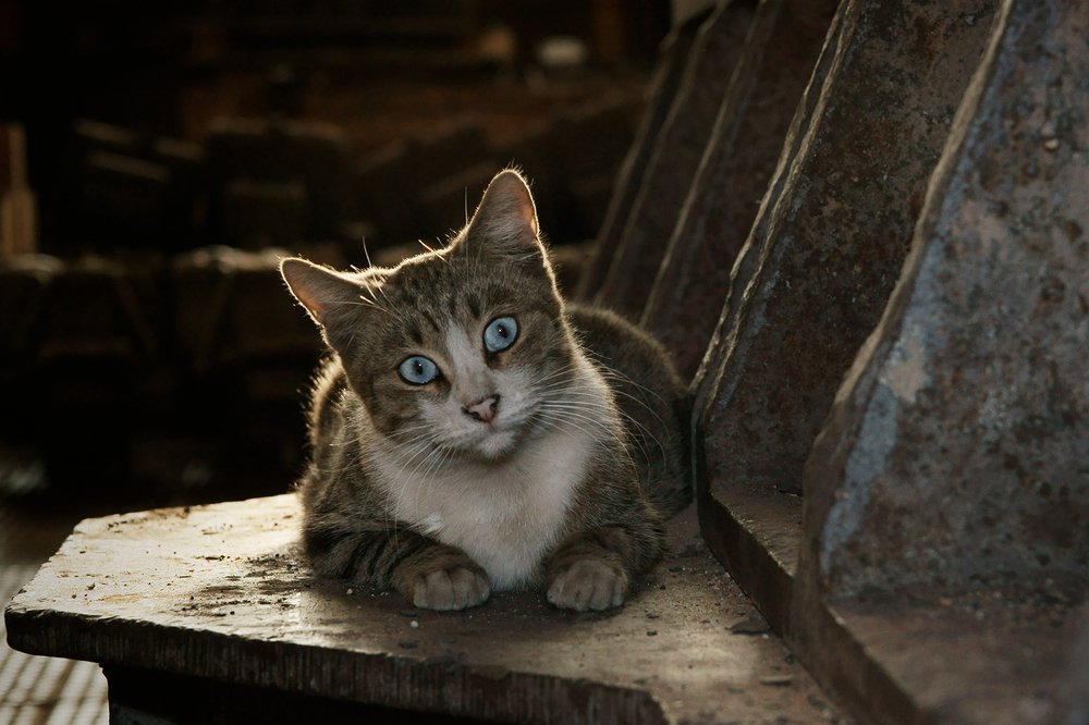 Голубоглазка