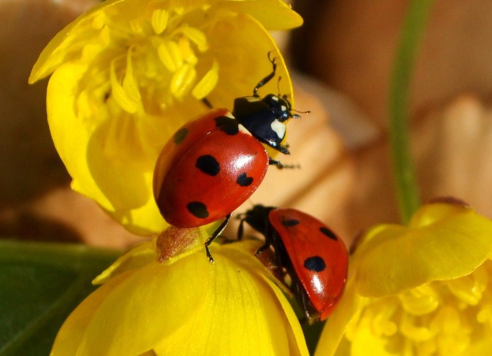 Божьи коровки