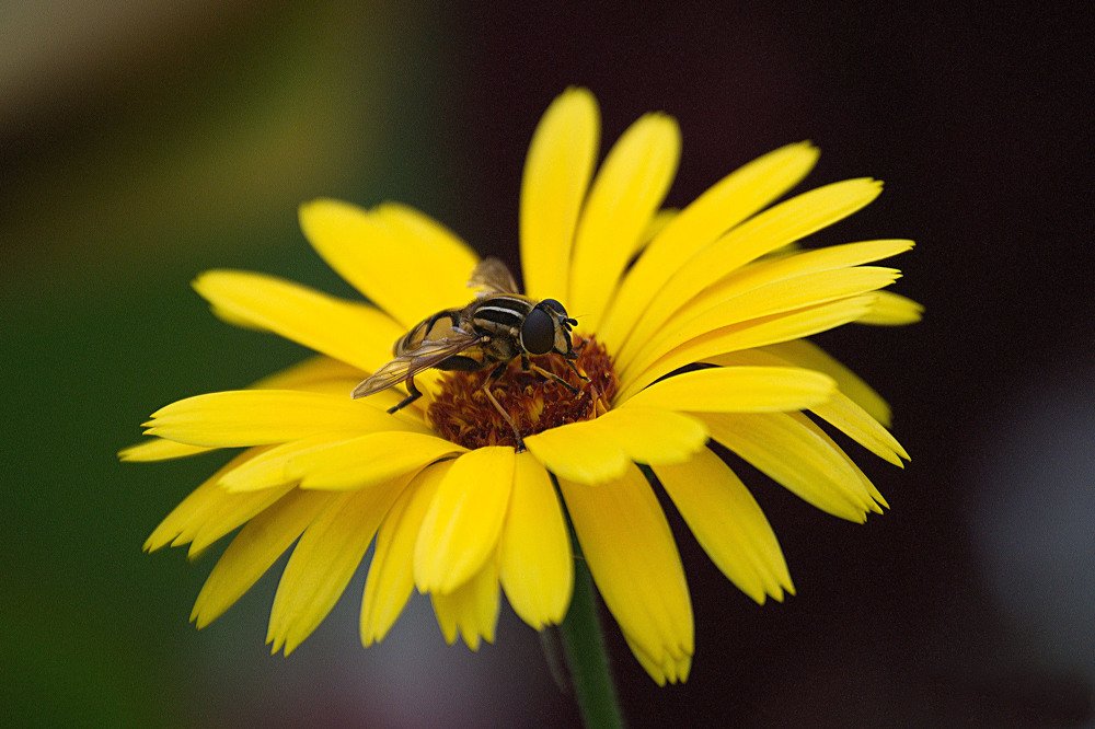 Photograph by Yroslava Veretina