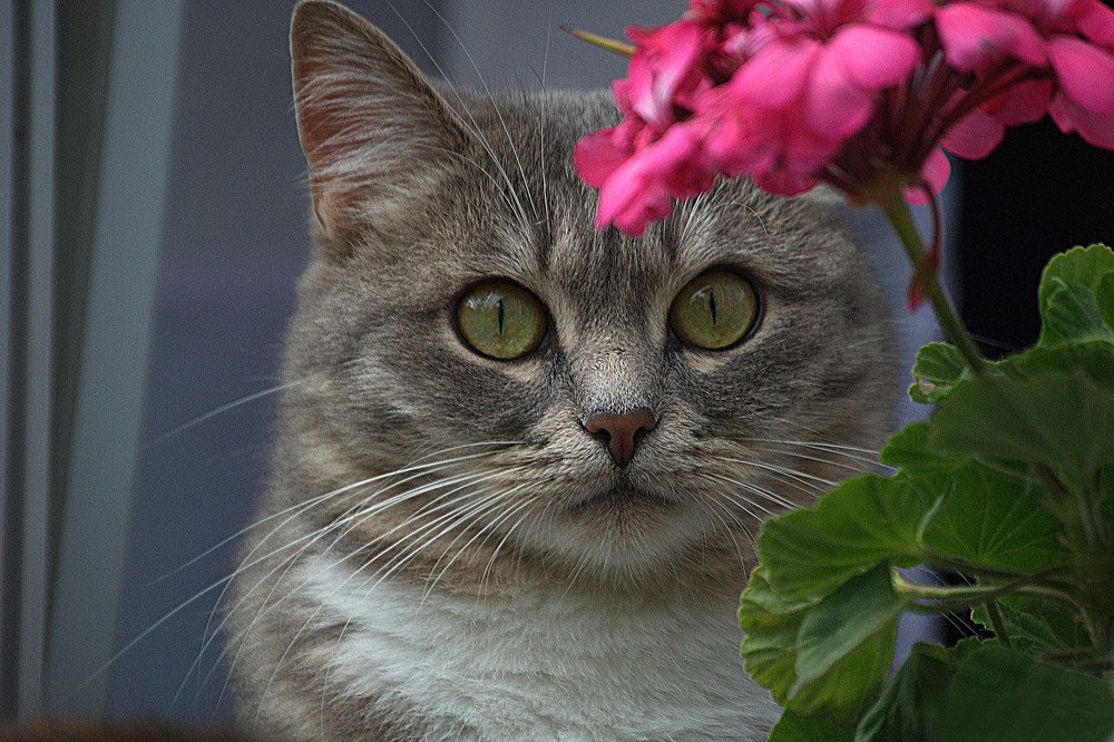 "Кошка и герань"