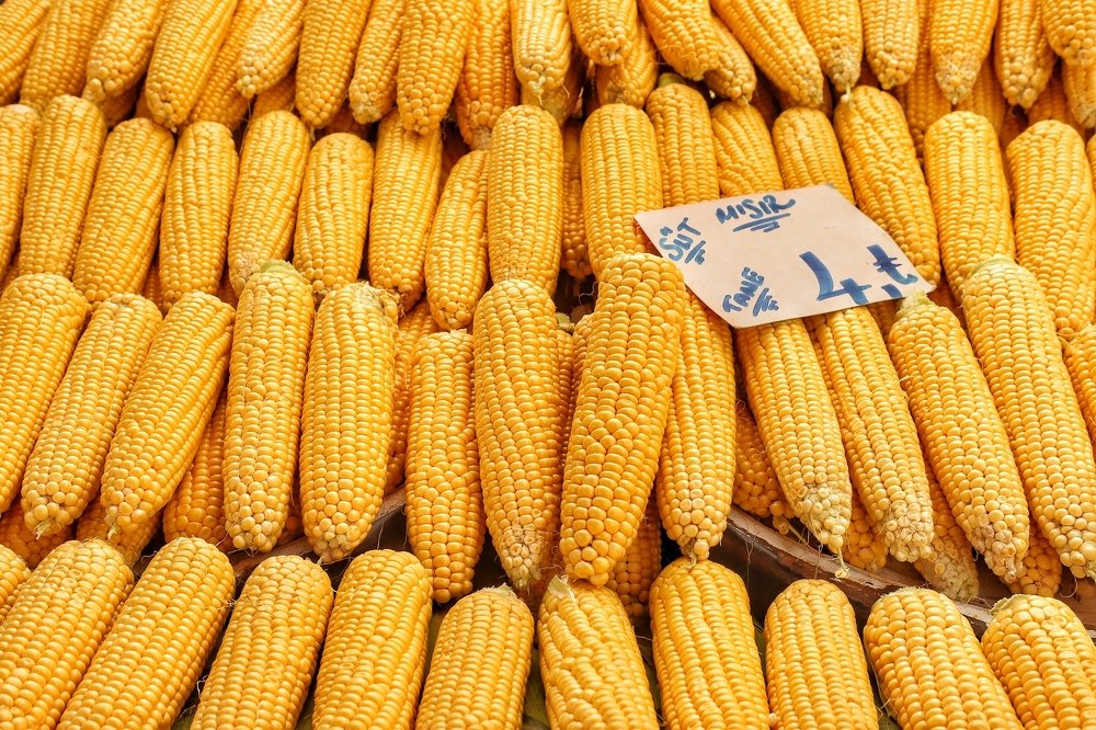 Турецкая кукуруза