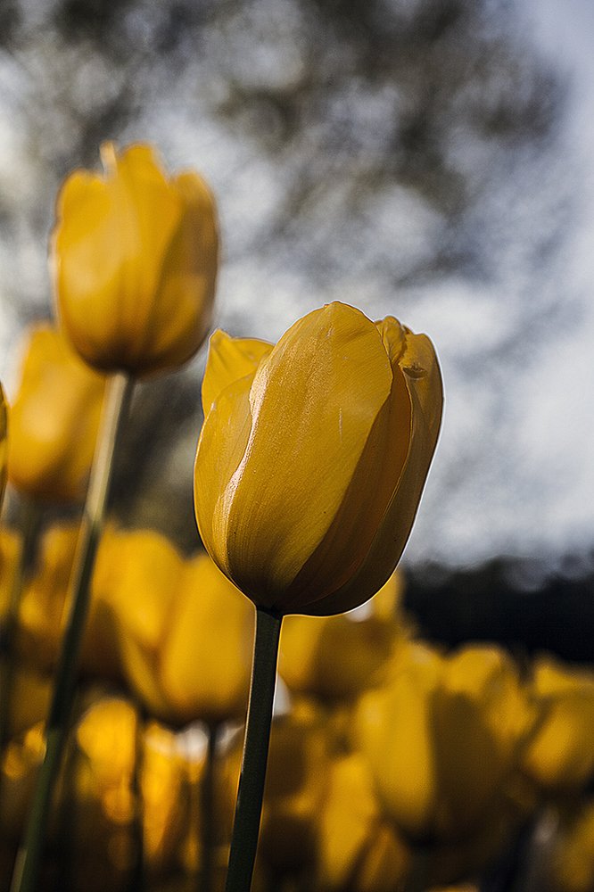 Yellow tulips