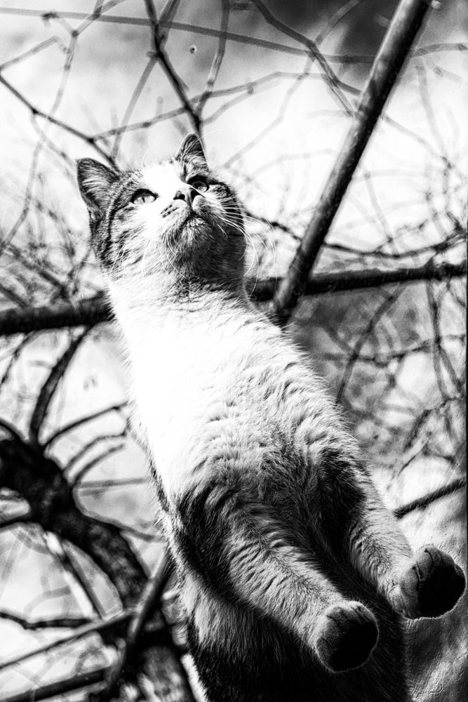 Левитационный кот )