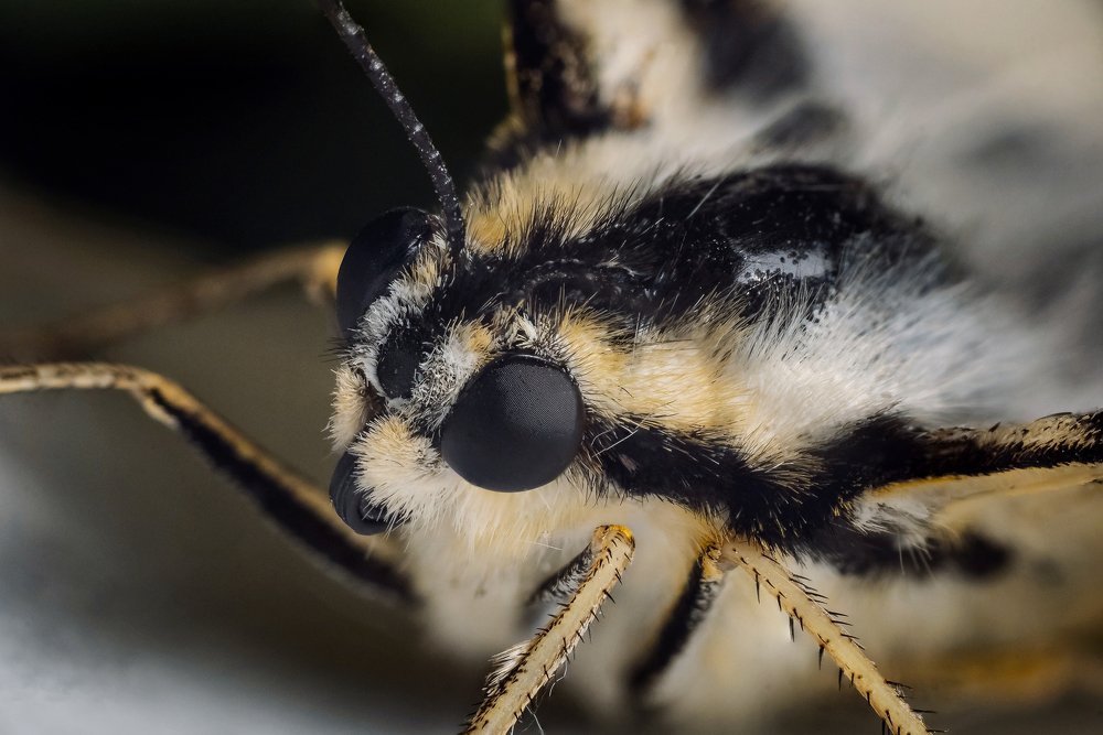 Photograph by Михаил Курихин