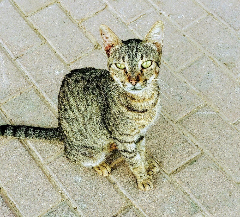 Сама гордость