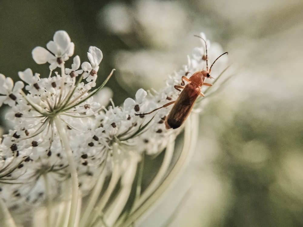 Aspiration for the Light