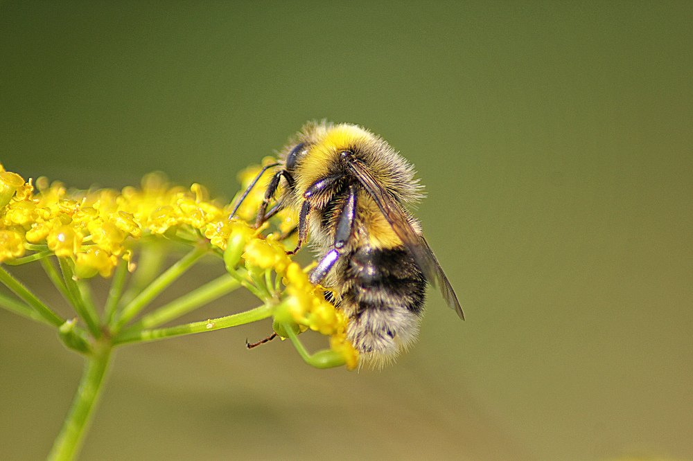 Photograph by Надежда Тарасенко
