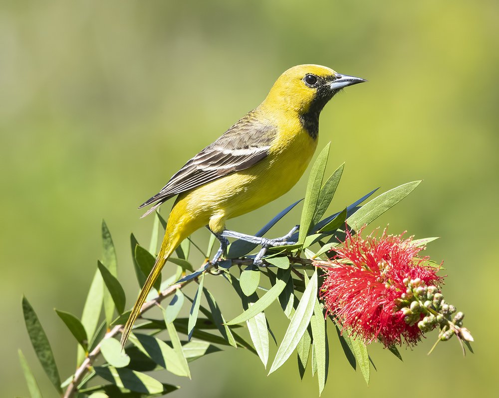 Cадовый цветной трупиал - Orchard Oriole