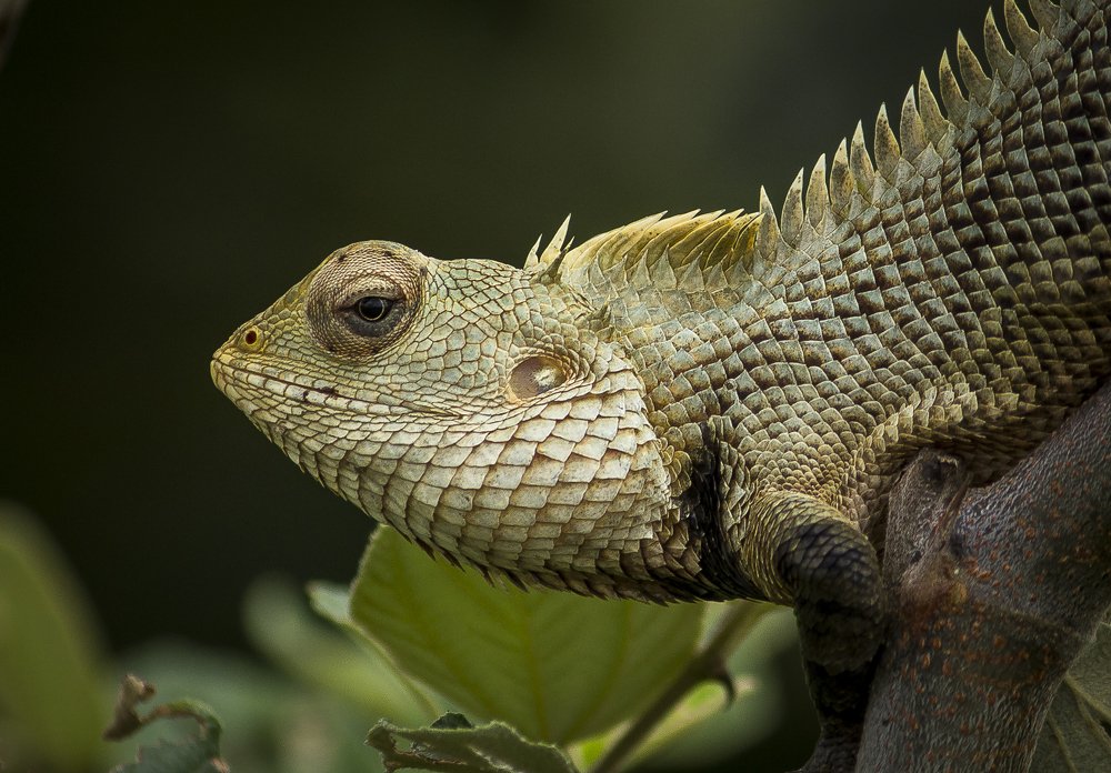 Portrait of a Garden Lizard